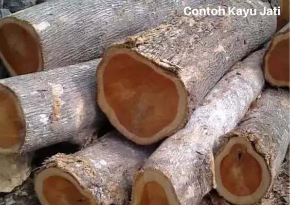 Jenis-Jenis Kayu - Rumah Kayu Bongkar Pasang